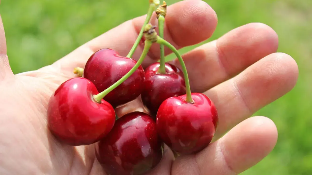 Fünf saftige Kirschen liegen in einer Hand. Sie sind tiefrot und glänzen, ein Zeichen dafür, wann sind Kirschen reif.