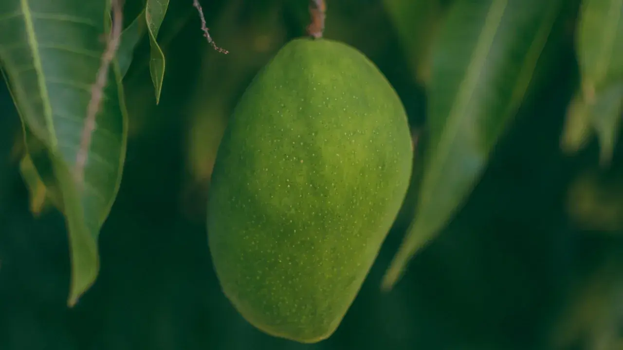 Grüne Mango hängt am Ast. Ob man Mango mit Schale essen kann, ist eine Frage des Reifegrades und der Sorte.