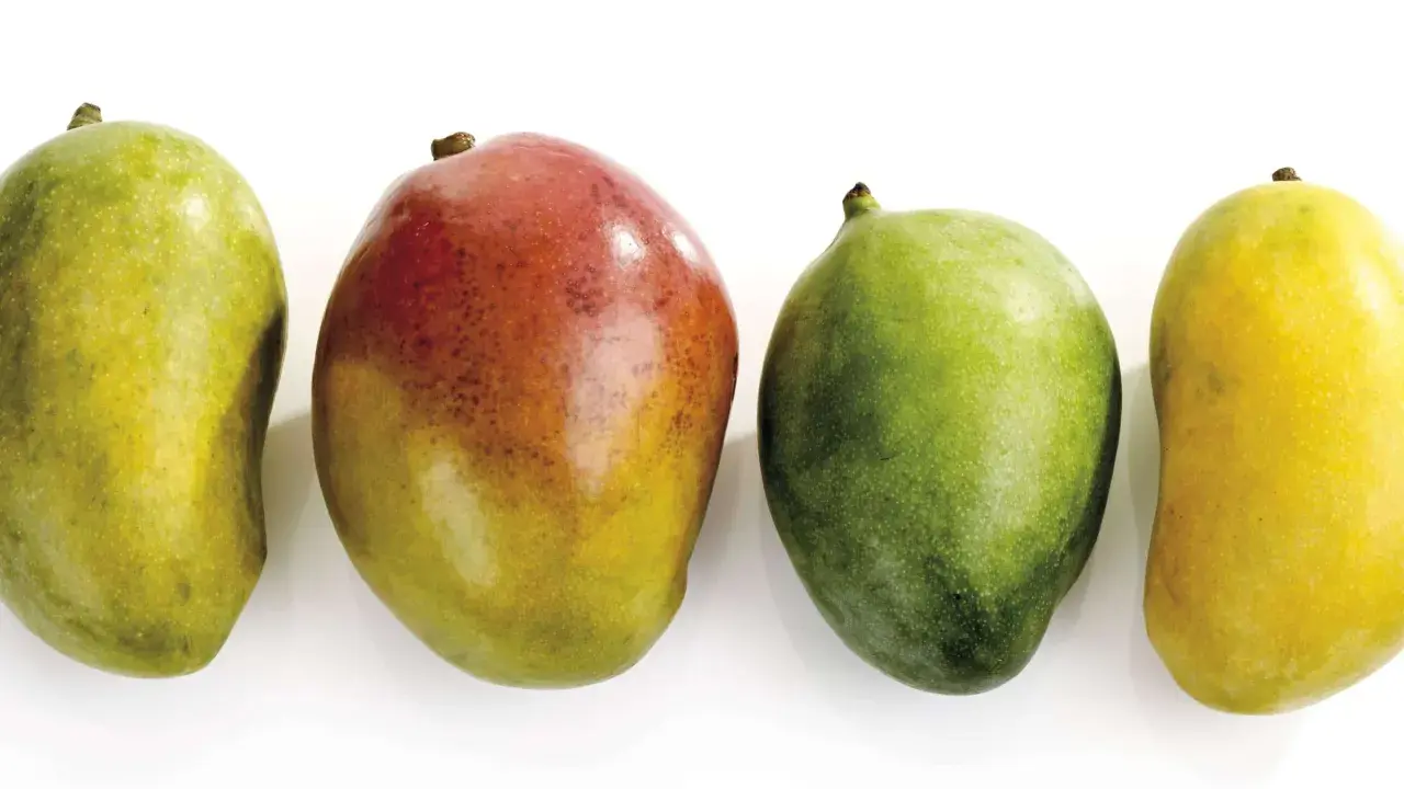 Vier Mangos in verschiedenen Reifestadien: grün, rot-gelb, grün und gelb. Woran erkennt man eine reife Mango? Oft an der Farbe und dem leichten Nachgeben beim Drücken.