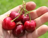 Fünf saftige Kirschen liegen in einer Hand. Sie sind tiefrot und glänzen, ein Zeichen dafür, wann sind Kirschen reif.