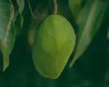 Grüne Mango hängt am Ast. Ob man Mango mit Schale essen kann, ist eine Frage des Reifegrades und der Sorte.