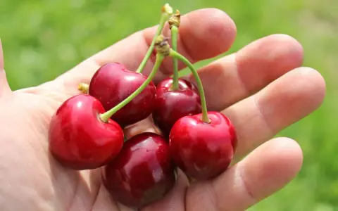 Fünf saftige Kirschen liegen in einer Hand. Sie sind tiefrot und glänzen, ein Zeichen dafür, wann sind Kirschen reif.