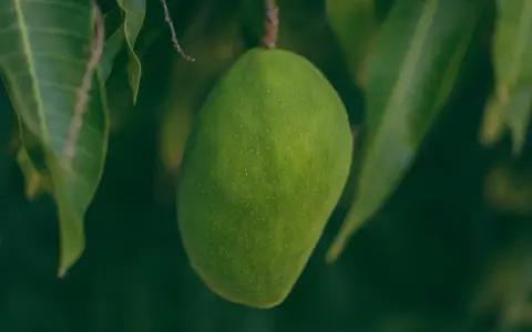 Grüne Mango hängt am Ast. Ob man Mango mit Schale essen kann, ist eine Frage des Reifegrades und der Sorte.