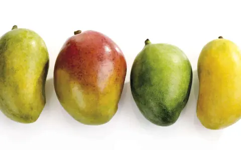 Vier Mangos in verschiedenen Reifestadien: grün, rot-gelb, grün und gelb. Woran erkennt man eine reife Mango? Oft an der Farbe und dem leichten Nachgeben beim Drücken.