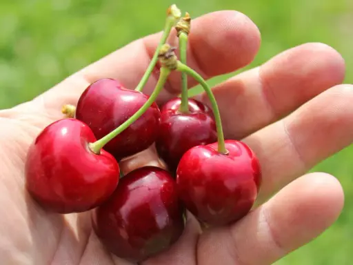 Fünf saftige Kirschen liegen in einer Hand. Sie sind tiefrot und glänzen, ein Zeichen dafür, wann sind Kirschen reif.