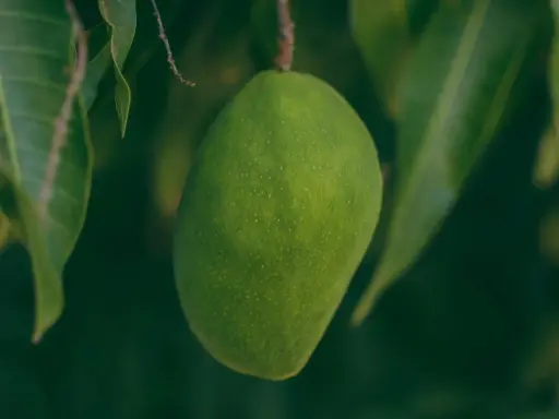 Grüne Mango hängt am Ast. Ob man Mango mit Schale essen kann, ist eine Frage des Reifegrades und der Sorte.