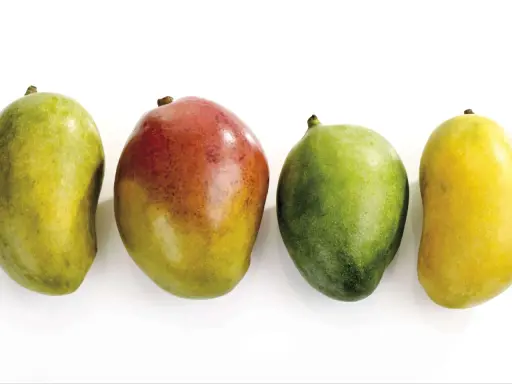 Vier Mangos in verschiedenen Reifestadien: grün, rot-gelb, grün und gelb. Woran erkennt man eine reife Mango? Oft an der Farbe und dem leichten Nachgeben beim Drücken.