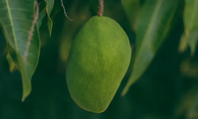 Grüne Mango hängt am Ast. Ob man Mango mit Schale essen kann, ist eine Frage des Reifegrades und der Sorte.