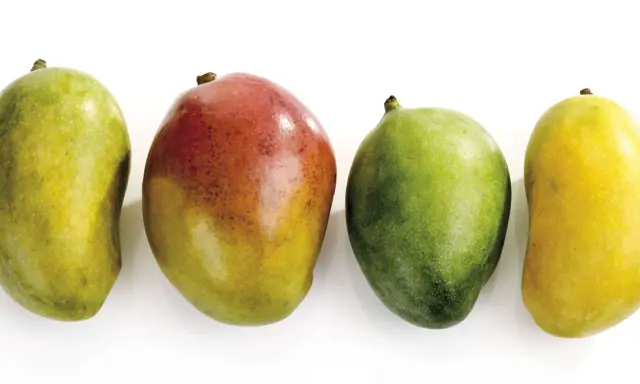 Vier Mangos in verschiedenen Reifestadien: grün, rot-gelb, grün und gelb. Woran erkennt man eine reife Mango? Oft an der Farbe und dem leichten Nachgeben beim Drücken.