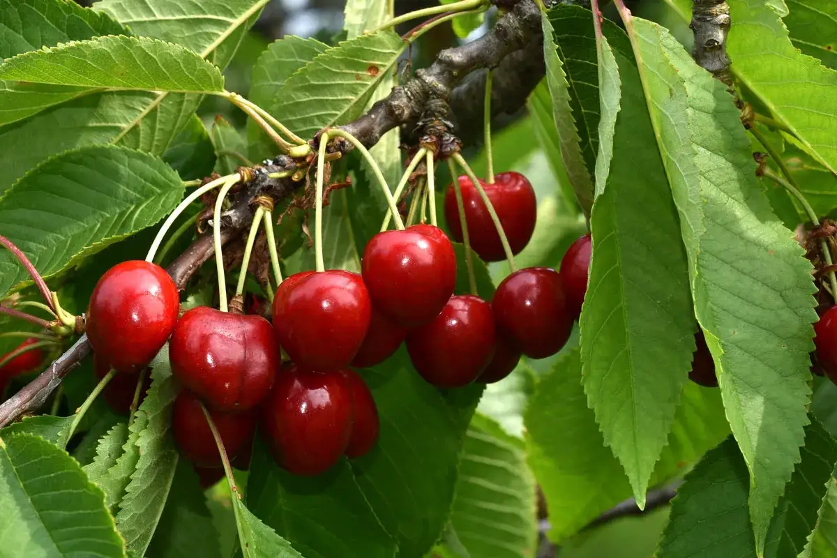 Reife Kirschen h&auml;ngen an einem Ast, umgeben von gr&uuml;nen Bl&auml;ttern. Die tiefroten Fr&uuml;chte sind ein Zeichen daf&uuml;r, wann sind Kirschen reif.
