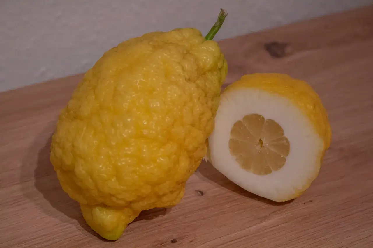 Eine raue, gelbe Cedro Zitrone liegt neben einer aufgeschnittenen H&auml;lfte, die ihr saftiges Inneres zeigt.