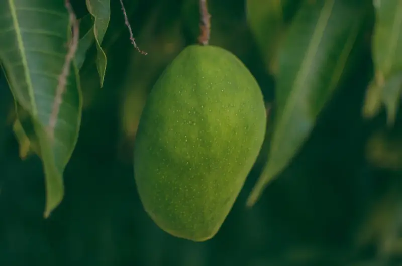 Grüne Mango hängt am Ast. Ob man Mango mit Schale essen kann, ist eine Frage des Reifegrades und der Sorte.